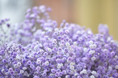 Violet Gypsophila flowers close up. flowers background. selective focusの写真素材