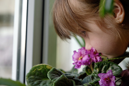 A little girl at the window watches how African violet grow. Little girl with great curiosity looks at the African violet. young naturalistの写真素材