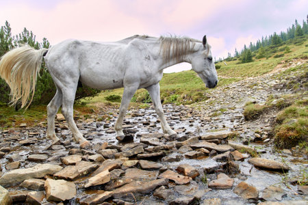 Mountain landscape in the Carpathians with a white horse drinking from a mountain stream. Picturesque summer mountain landscapeの写真素材