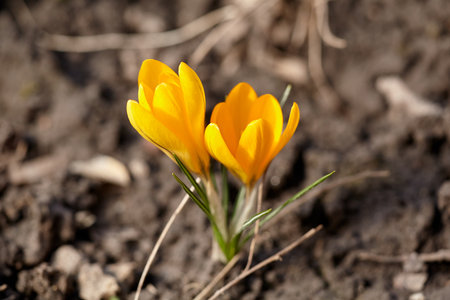 Yellow crocuses in spring sunlight bloomed in spring. Lila Crocus Iridaceae -The Iris Familyの写真素材