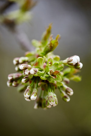 The appearance of the first buds in inflorescences on cherry branches, a blooming spring garden. A...