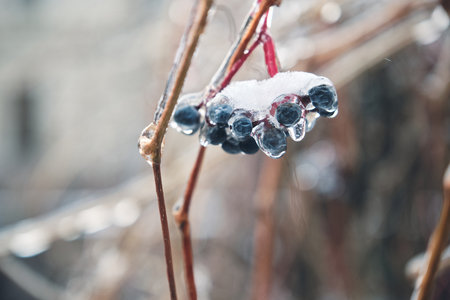 Berry in ice. Natural freezing rain. Ice cover. Crushed ice on snow berries. Winter mood.の写真素材