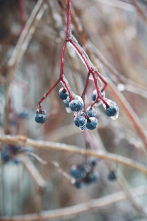 Berry in ice. Natural freezing rain. Ice cover. Crushed ice on snow berries. Winter mood.の写真素材