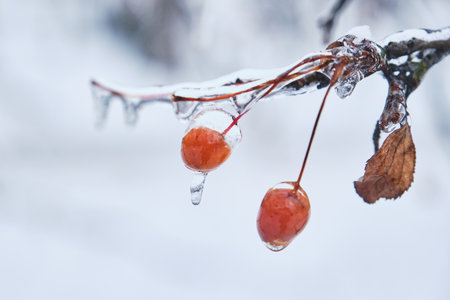 Berry in ice. Natural freezing rain. Ice cover. Crushed ice on snow berries. Winter mood.の写真素材