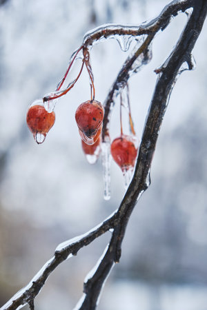 Berry in ice. Natural freezing rain. Ice cover. Crushed ice on snow berries. Winter mood.の写真素材