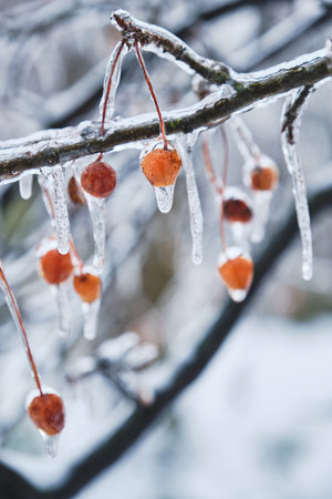 Berry in ice. Natural freezing rain. Ice cover. Crushed ice on snow berries. Winter mood.の写真素材