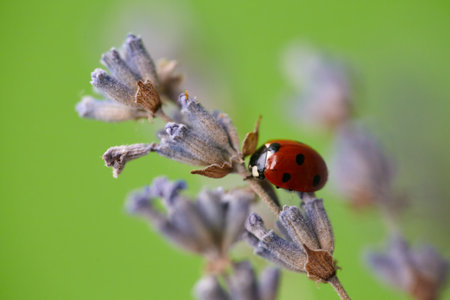 Closeup of a ladybug on a lavender flower. Lavender flower and ladybug on green background. Shallow...