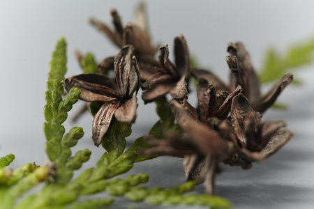 Close-up of brown, open cones and a vibrant green cedar branch. Macro shot of mature Thuja cones with evergreen foliage.の写真素材
