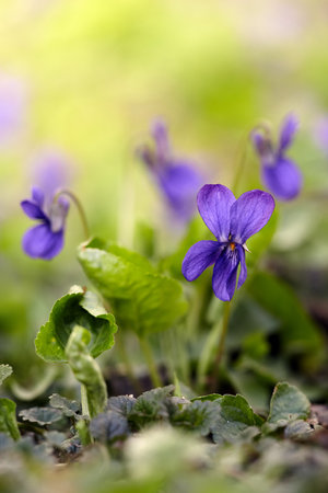 Close-Up of Nature's Delicate Violet Blooms. Captivating Purple Violets Surrounded by Fresh Greenery