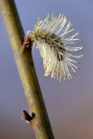 Delicate Blossoms of Spring: Willow Catkins in Soft Focus. Delicate Spring Scene Against a Soft Blue Skyの写真素材