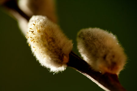 Fuzzy Willow Catkins Against a Verdant Backdrop. Delicate Touch of Spring: Close-Up of Willow...