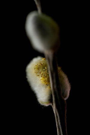 Close-Up of a Willow Catkin's Texture. First Whisper of Spring: A Willow Catkin Illuminated in the...