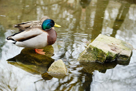 Male and Female Mallards Resting on Water Rocks with Iridescent Green Head. Peaceful Scene of Male and Female Mallards on Calm Reflective Waterの写真素材