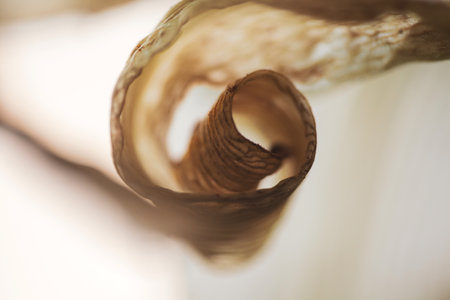 Dried Lily Leaf's Elegant Spiral: Nature's Abstract Art. Macro photograph captures the delicate, curled form of a dried lily leaf, revealing its intricate textures and warm, earthy tones against a soft, blurred background, showcasing natural decay as beauty.の写真素材