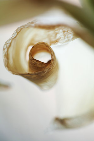 Dried Lily Leaf's Elegant Spiral: Nature's Abstract Art. Macro photograph captures the delicate, curled form of a dried lily leaf, revealing its intricate textures and warm, earthy tones against a soft, blurred background, showcasing natural decay as beauty.の写真素材