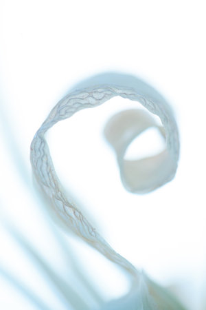 Delicate Spiral: Abstract Beauty of a Dried Lily Flower Leaf. Close-up photograph captures the...