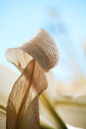 Dried Lily Petals: Nature's Abstract Dance. Macro photograph captures the delicate, intertwining forms and subtle textures of dried lily petals, gracefully layered against a soft, bright background, showcasing the ethereal beauty of natural decayの写真素材