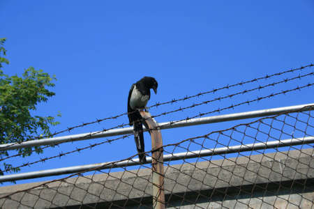 Bird on barbed wireの写真素材