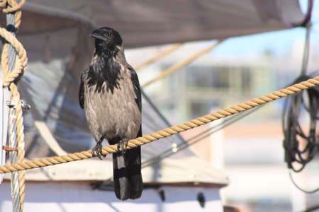 Crow on a ropeの写真素材