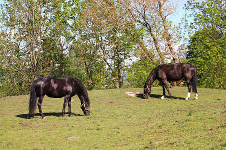 Two black horses eatingの写真素材