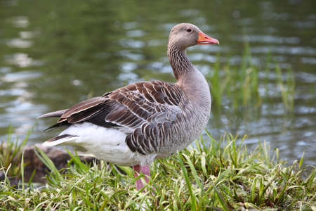 Goose by the lakeの写真素材