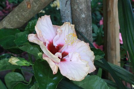 Flower of chatの写真素材