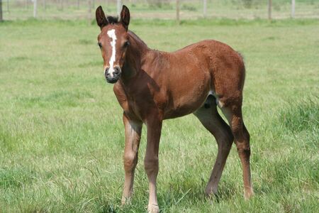 Foal Standingの写真素材