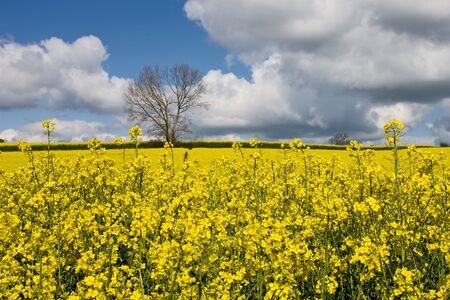 A field of rapeseed