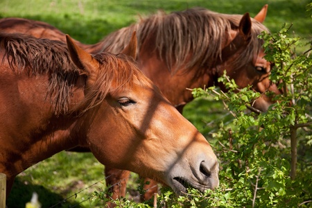 Close up of a British Suffolk Punch shire horse eatingの写真素材