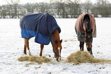 Horses eating hay in a snow covered paddock in winterの写真素材