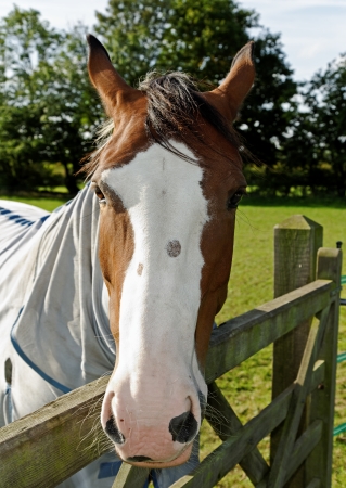 Portrait of a young horse leaning over a gateの写真素材