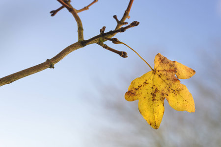 The last leaf of autumn against a sunny blue skyの写真素材
