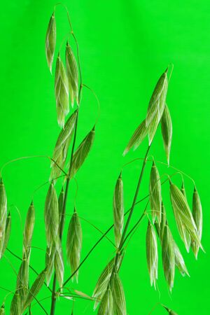 Close up of an ear of Oats before  ripening. Green background.の写真素材