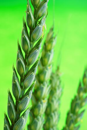 Close up of an ear of Wheat before  ripening. Green background.の写真素材