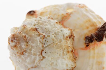 Close up of a spiral sea shell on whiteの写真素材
