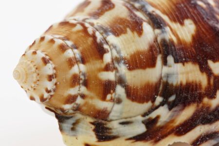 Close up of a spiral sea shell on whiteの写真素材