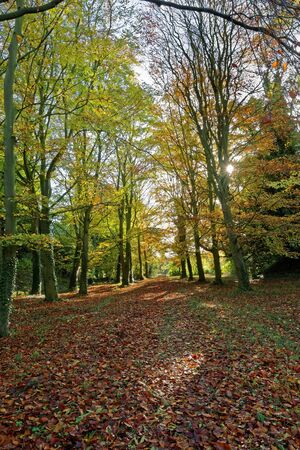 A path through the woods in Autumnの写真素材