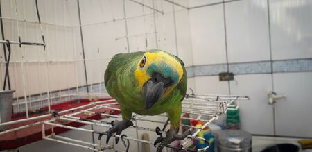 Parrot of Brazil in cages. In Recife this is common.の写真素材