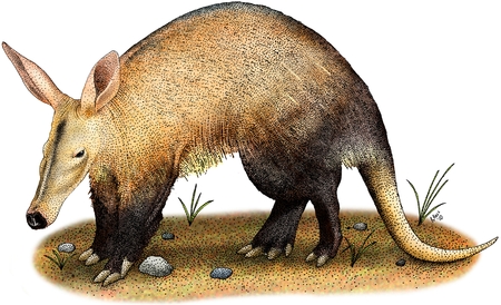 Aardvarkの写真素材