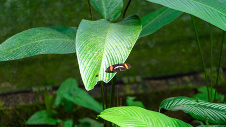 Big Butterfly Blue Morpho and other butterflies, Morpho peleides, sitting on green leaves. Detail of...