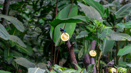 Beautiful colorful bird eating fruit in a nature reserve