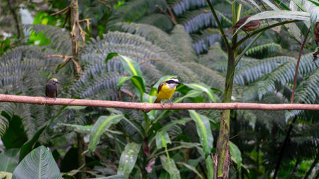 Beautiful colorful bird perched on a branch in a nature reserve in Costa Rica