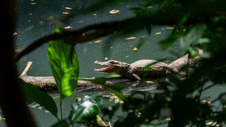 Costa Rica River Cayman Crocodileの写真素材