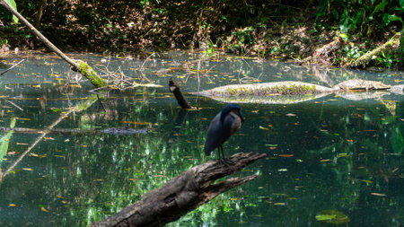 Boat bill bird detail. Boat-billed heron, Cochlearius cochlearius, sitting on the branch near the river water, La Fortuna, Costa Rica. Bird with big bill in the forest, Wildlife scene America,の写真素材