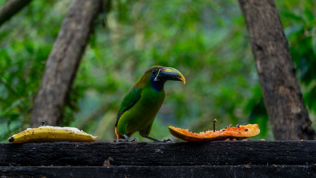 Blue-throated Toucanet ,Aulacorhynchus caeruleogularis caeruleogularis, adult on a branch visiting feeding station in Costa Rica. Eating Papaya.の写真素材