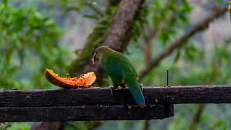 Blue-throated Toucanet ,Aulacorhynchus caeruleogularis caeruleogularis, adult on a branch visiting feeding station in Costa Rica. Eating Papaya.の写真素材