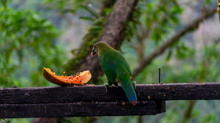 Blue-throated Toucanet ,Aulacorhynchus caeruleogularis caeruleogularis, adult on a branch visiting...