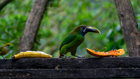Blue-throated Toucanet ,Aulacorhynchus caeruleogularis caeruleogularis, adult on a branch visiting feeding station in Costa Rica. Eating Papaya.の写真素材