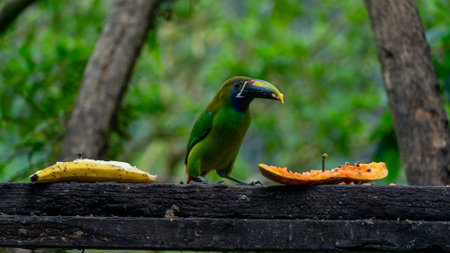 Blue-throated Toucanet ,Aulacorhynchus caeruleogularis caeruleogularis, adult on a branch visiting feeding station in Costa Rica. Eating Papaya.の写真素材