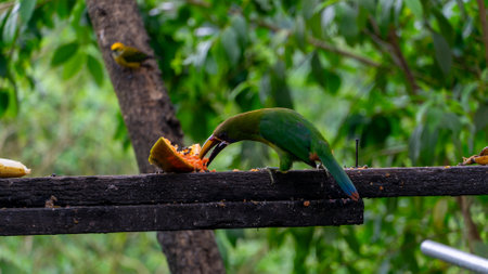 Blue-throated Toucanet ,Aulacorhynchus caeruleogularis caeruleogularis, adult on a branch visiting feeding station in Costa Rica. Eating Papaya.の写真素材